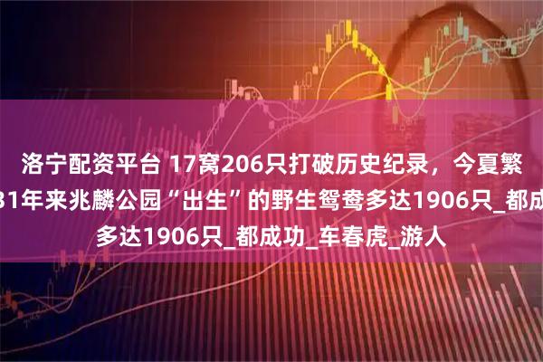 洛宁配资平台 17窝206只打破历史纪录，今夏繁殖季完美结束｜31年来兆麟公园“出生”的野生鸳鸯多达1906只_都成功_车春虎_游人